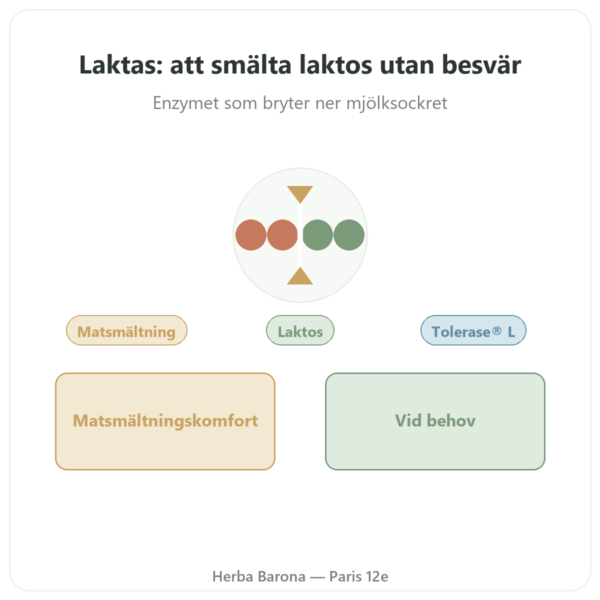 Laktas Dynveo 5000 ALU - 60 kapslar - Tolerase® L presentation Paris Herba Barona