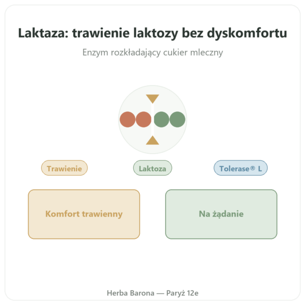 Laktaza Dynveo 5000 ALU - 60 kapsułek - Tolérase® L prezentacja Paris Herba Barona