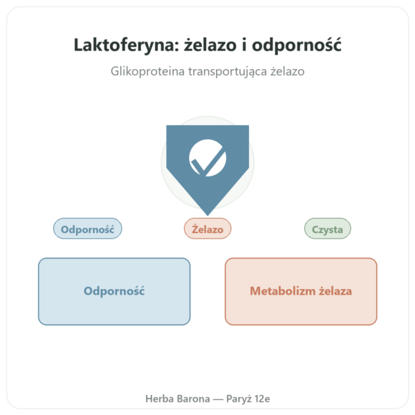 Laktoferryna Dynveo 200mg/60 kapsułek DR caps prezentacja Paris Herba Barona