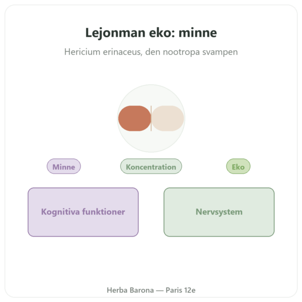 Lejonets Man EKO – SIHO 60 kapslar presentation Paris Herba Barona