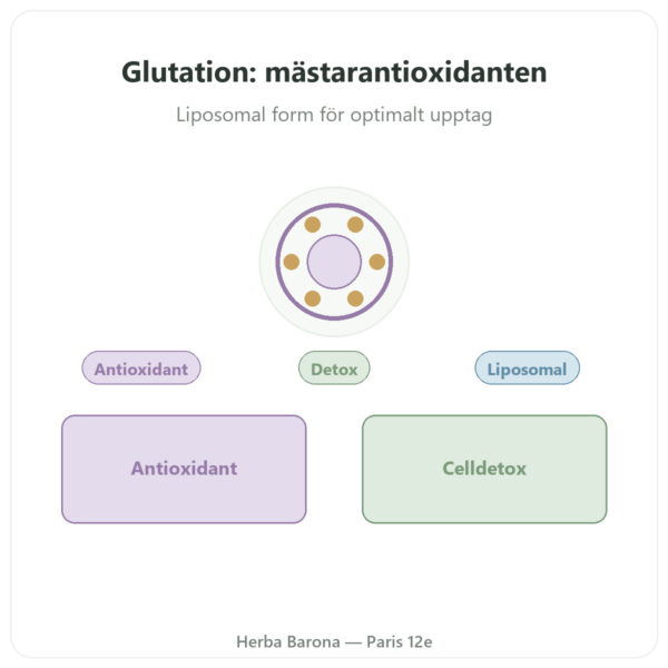 Liposomalt Glutation – Dynveo – 150 mg – 60 kapslar presentation Paris Herba Barona