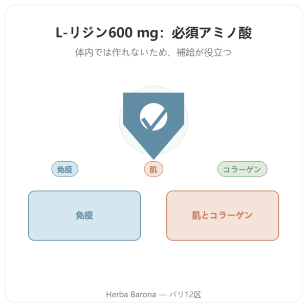 L-リジン 600 mg – Dynveo – 90カプセル – 必須アミノ酸 presentation Paris Herba Barona