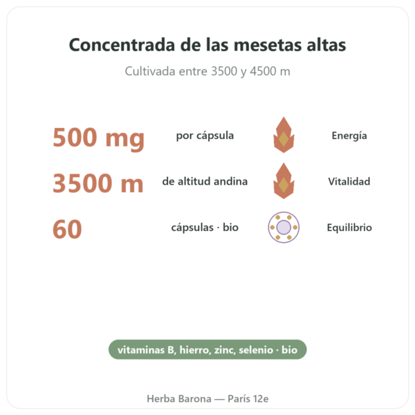 Maca BIO concentrada 500mg – 60 cápsulas – Dynveo beneficios y datos clave Paris Herba Barona