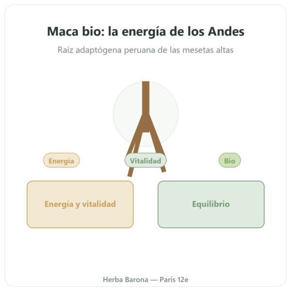 Maca BIO concentrada 500mg – 60 cápsulas – Dynveo presentación Paris Herba Barona