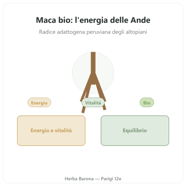 Maca bio concentrata 500mg – 60 capsule DYNVEO presentazione Paris Herba Barona