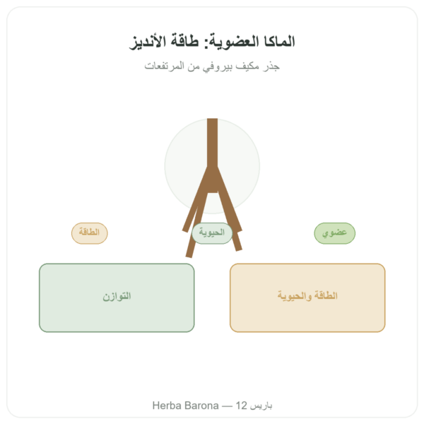مسحوق الماكا العضوية المركزة 500mg – 60 كبسولة من DYNVEO عرض المنتج Paris Herba Barona