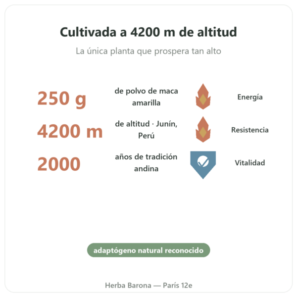 Maca Bio en Polvo Pederoso – Saldac – 250 g beneficios y datos clave Paris Herba Barona