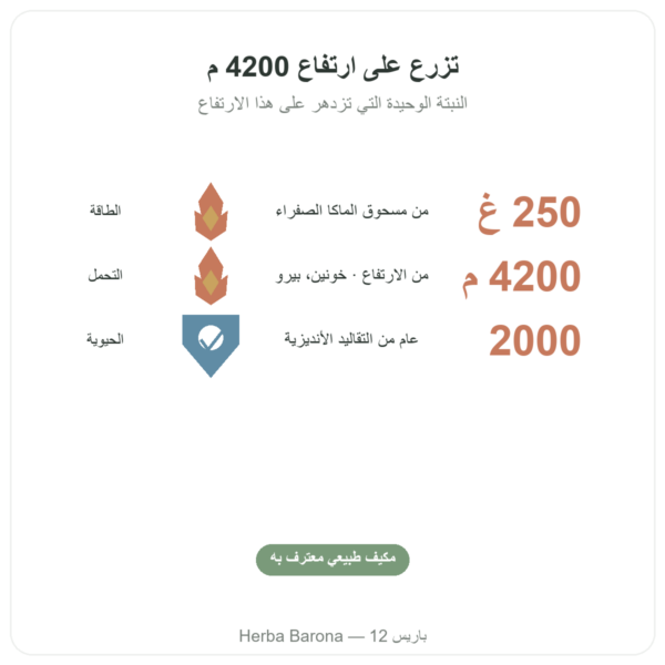 ماكا عضوية مسحوق Pederoso – Saldac – 250 غ الفوائد والمعطيات الرئيسية Paris Herba Barona