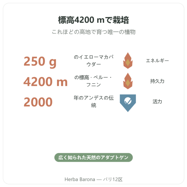 Maca Bio パウダー Pederoso – Saldac – 250 g benefits and key facts Paris Herba Barona
