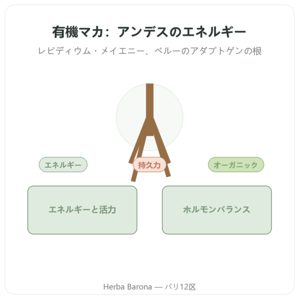 Maca Bio パウダー Pederoso – Saldac – 250 g presentation Paris Herba Barona