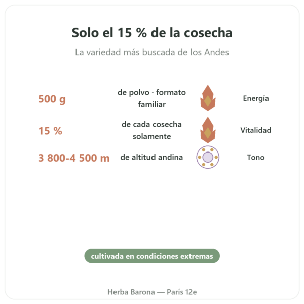 Maca Negra Bio en Polvo – Energy Feelings – 500 g beneficios y datos clave Paris Herba Barona