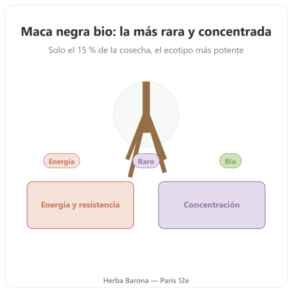 Maca Negra Bio en Polvo Pederoso – Saldac – 250 g presentación Paris Herba Barona