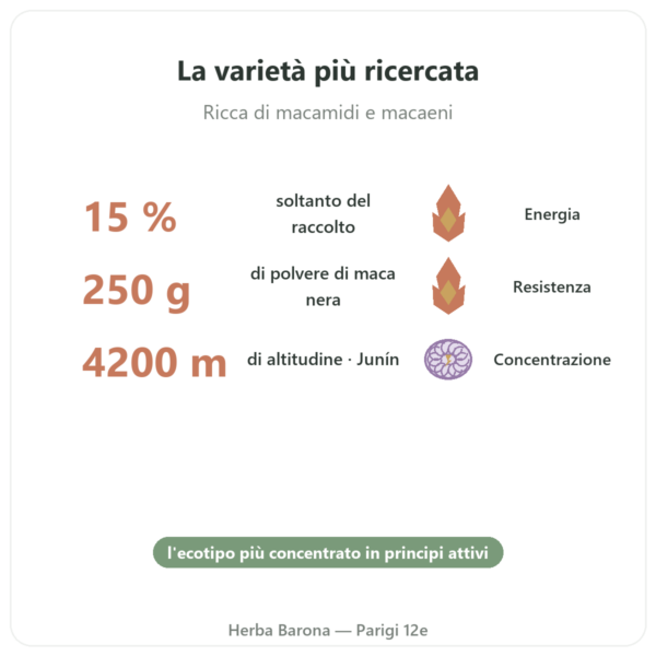 Maca Nera Bio in polvere Pederoso – Saldac – 250 g benefici e dati chiave Paris Herba Barona