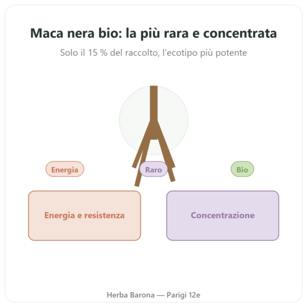 Maca Nera Bio in polvere Pederoso – Saldac – 250 g presentazione Paris Herba Barona