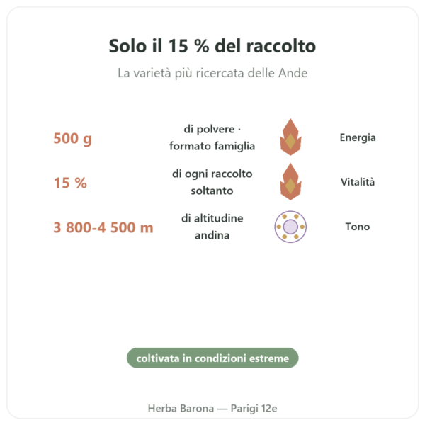 Maca Nera Bio in Polvere – Energy Feelings – 500 g benefici e dati chiave Paris Herba Barona