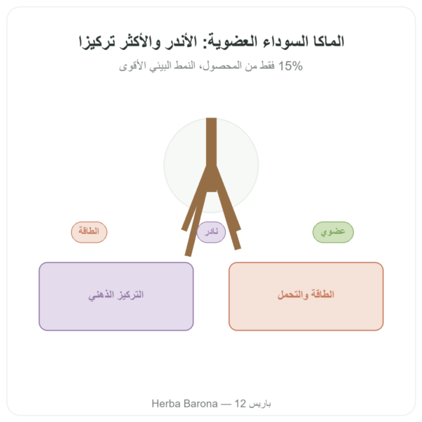 ماكا سوداء عضوية مسحوق Pederoso – Saldac – 250 غ عرض المنتج Paris Herba Barona