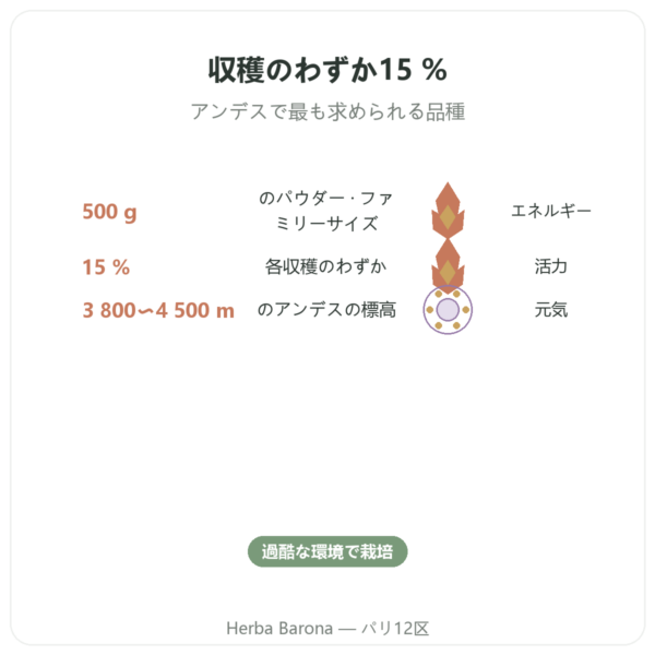有機ブラックマカ パウダー – Energy Feelings – 500 g benefits and key facts Paris Herba Barona