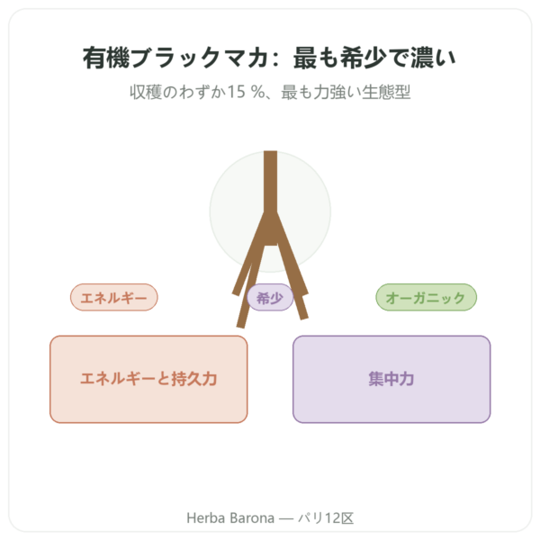 Maca Noire Bio パウダー Pederoso – Saldac – 250 g presentation Paris Herba Barona