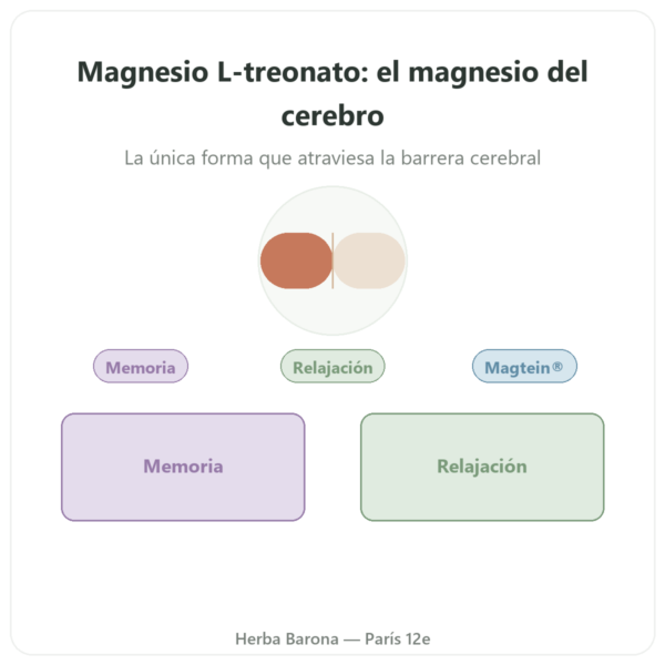 Magnesio L-treonato: Magtein® – Dynveo – 90 cápsulas presentación Paris Herba Barona