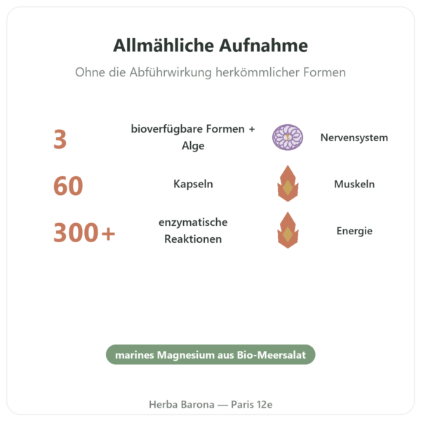 Magnesium-Komplex – Nutrimuscle – 60 Kapseln Vorteile und Fakten Paris Herba Barona