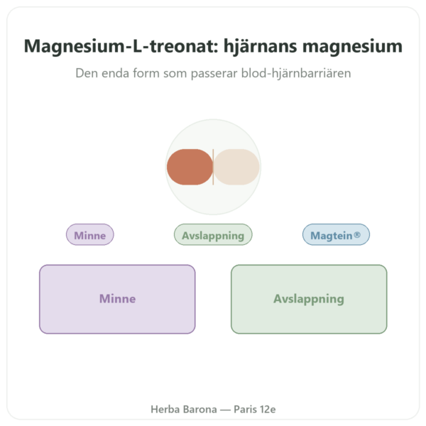 Magnesium L-treonat: Magtein® DYNVEO 90 kapslar presentation Paris Herba Barona