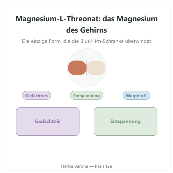 Magnesium-L-Threonat Magtein® – Dynveo – 90 Kapseln Vorstellung Paris Herba Barona
