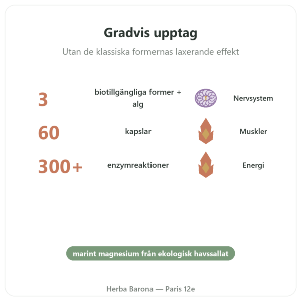 Magnesiumkomplex – Nutrimuscle – 60 kapslar fördelar och nyckelfakta Paris Herba Barona