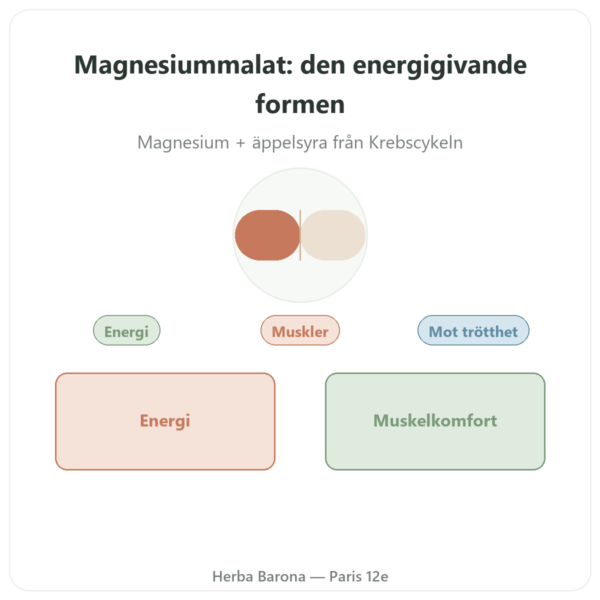 Magnesiummalat 1000 mg – Now Foods – 180 tabletter presentation Paris Herba Barona