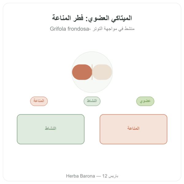 مايتاكي بيو – Dynveo – 20% بيتا-غلوكان – 500 ملغ – 60 كبسولة عرض المنتج Paris Herba Barona