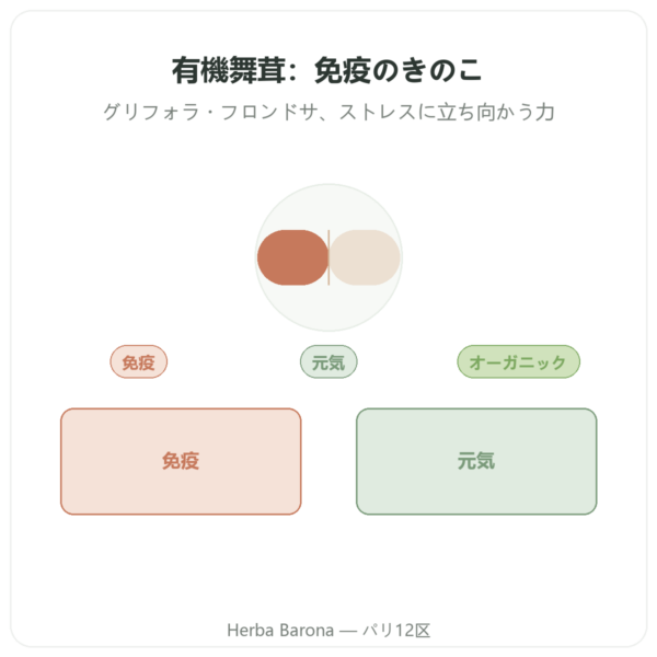 オーガニック マイタケ – Dynveo – βグルカン20% – 500mg – 60カプセル presentation Paris Herba Barona