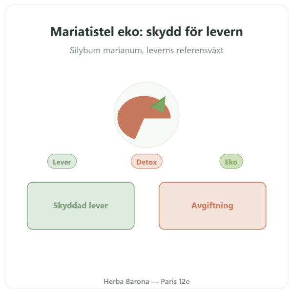 Mariatistel eko Dynveo 60 kapslar 200 mg presentation Paris Herba Barona