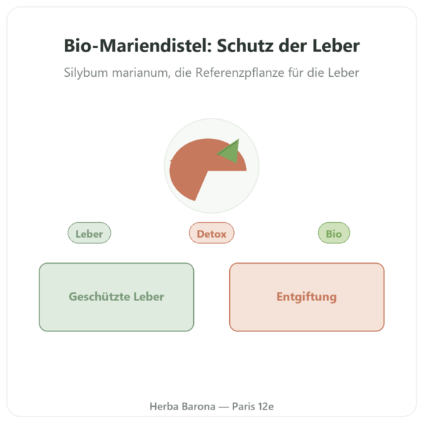 Mariendistel-Extrakt Bio 80 % Silymarin – Dynveo – 200 mg – 60 Kapseln Vorstellung Paris Herba Barona