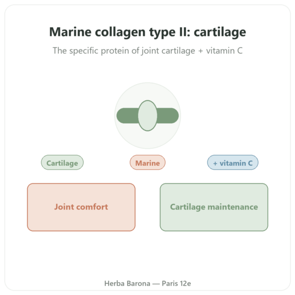 Marine Collagen Type II – Vital Osmose – capsules presentation Paris Herba Barona