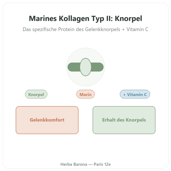 Marines Kollagen Typ II – Vital Osmose – Kapseln Vorstellung Paris Herba Barona