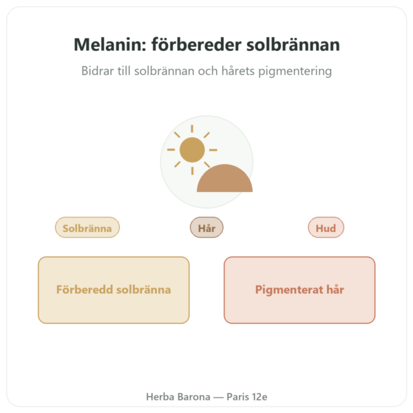 Melanin Dynveo 350mg Hydrolyserade Peptider 60 kapslar presentation Paris Herba Barona