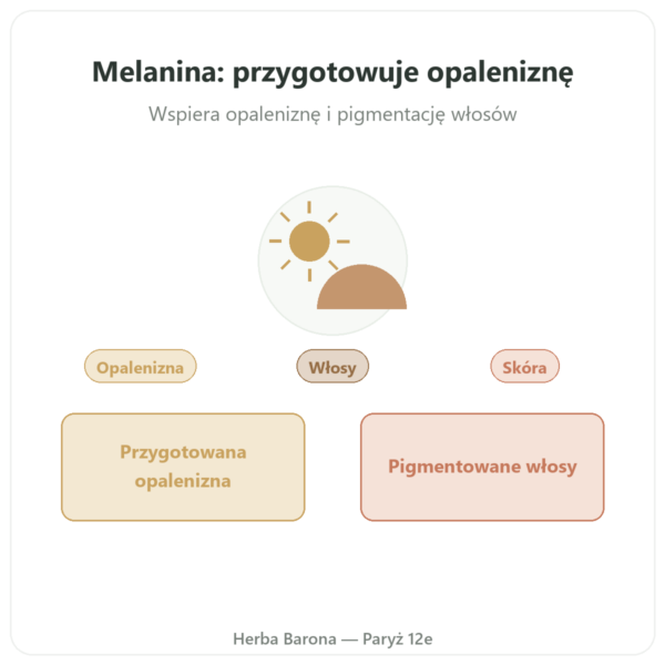Melanina Dynveo 350mg Hydrolizowane Peptydy 60 kapsułek prezentacja Paris Herba Barona