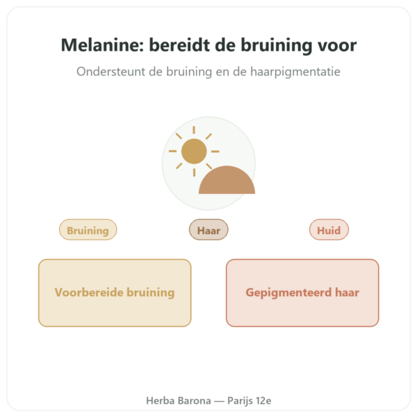 Melanine Dynveo 350mg Gehydrolyseerde Peptiden 60 capsules presentatie Paris Herba Barona