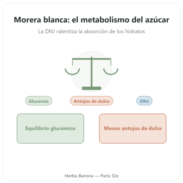 Morera Blanca – titulada al 5% en DNJ – 60 cápsulas – Dynveo presentación Paris Herba Barona