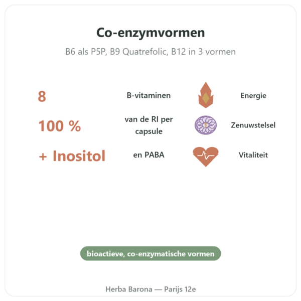 Vitamine B-complex – Multi B – 60 capsules – Dynveo voordelen en kerngegevens Paris Herba Barona