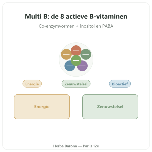 Vitamine B-complex – Multi B – 60 capsules – Dynveo presentatie Paris Herba Barona
