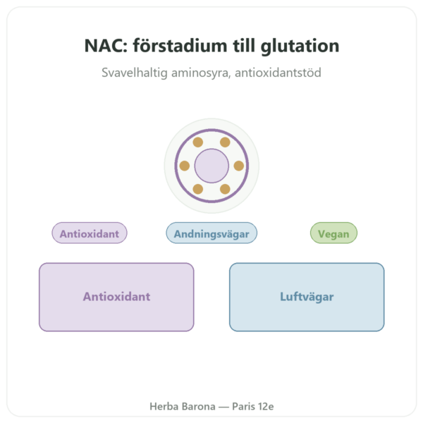 N-Acetylcystein NAC – Dynveo – 600 mg – 60 kapslar presentation Paris Herba Barona