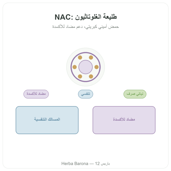 ن-أسيتيل سيستئين NAC – Dynveo – 600 ملغ – 60 كبسولة عرض المنتج Paris Herba Barona
