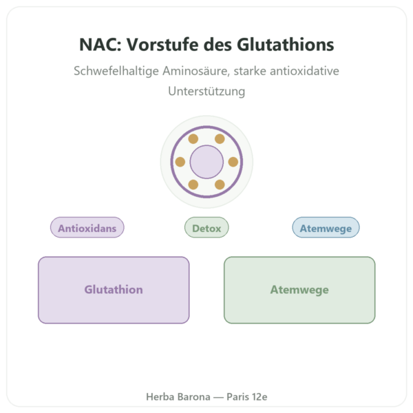 NAC (N-Acetylcystein) 1000 mg – 120 Tabletten – Now Foods Vorstellung Paris Herba Barona
