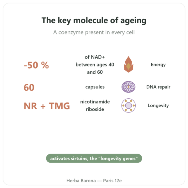 NAD+ – SIHO – Cellular Energy & Longevity – 60 capsules benefits and key facts Paris Herba Barona