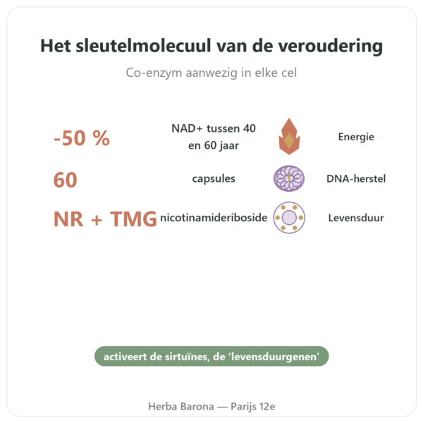 NAD+ – SIHO – Cellulaire Energie & Levensduur – 60 capsules voordelen en kerngegevens Paris Herba Barona