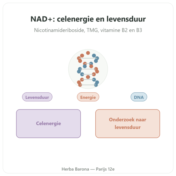 NAD+ – SIHO – Cellulaire Energie & Levensduur – 60 capsules presentatie Paris Herba Barona