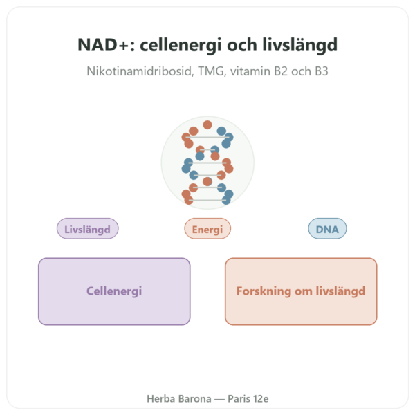 NAD+ – SIHO – Cellulär Energi & Livslängd – 60 kapslar presentation Paris Herba Barona