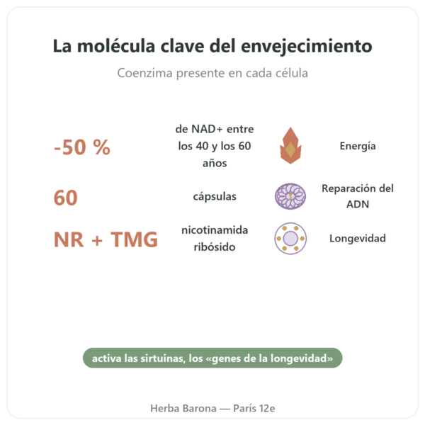 NAD+ – SIHO – Energía Celular y Longevidad – 60 Cápsulas beneficios y datos clave Paris Herba Barona
