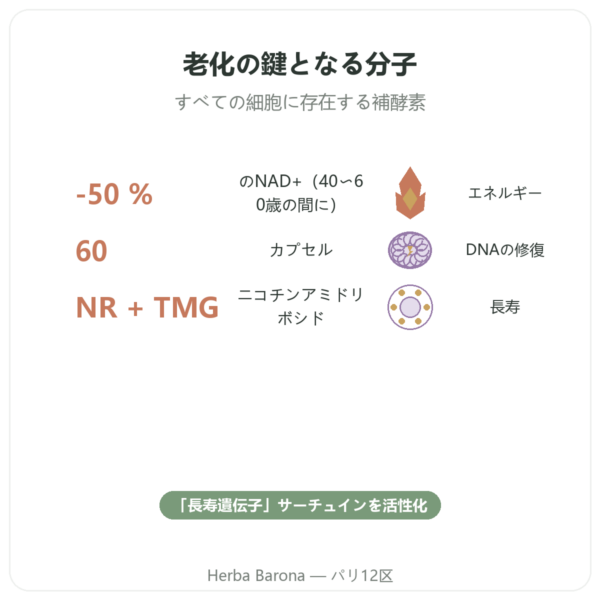 NAD+ – SIHO – 細胞エネルギー & エイジングケア – 60カプセル benefits and key facts Paris Herba Barona
