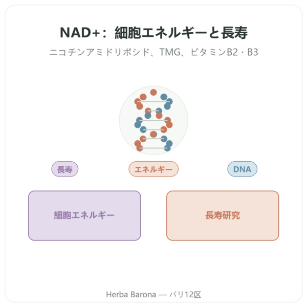 NAD+ – SIHO – 細胞エネルギー & エイジングケア – 60カプセル presentation Paris Herba Barona